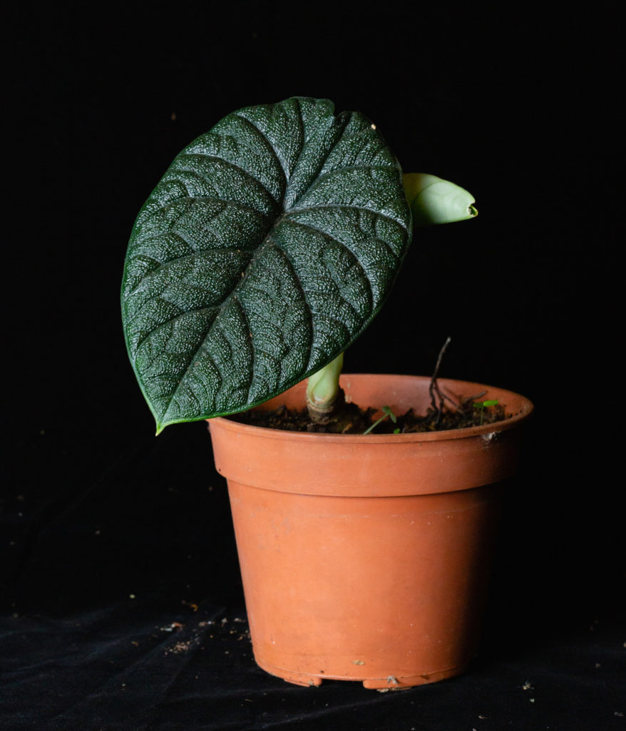 Alocasia Melo Pflege