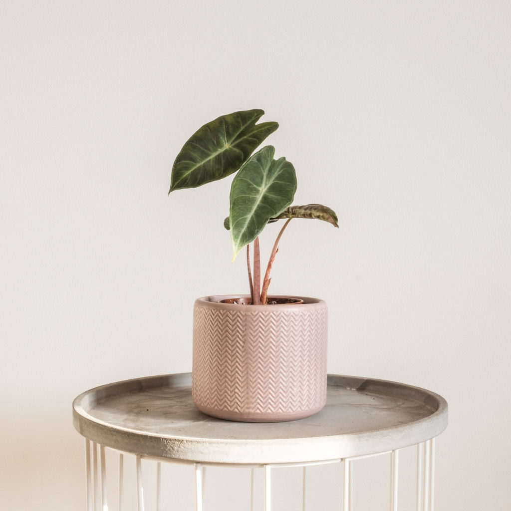 Alocasia Pink Dragon