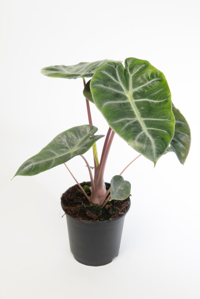 Alocasia Pink Dragon im Topf