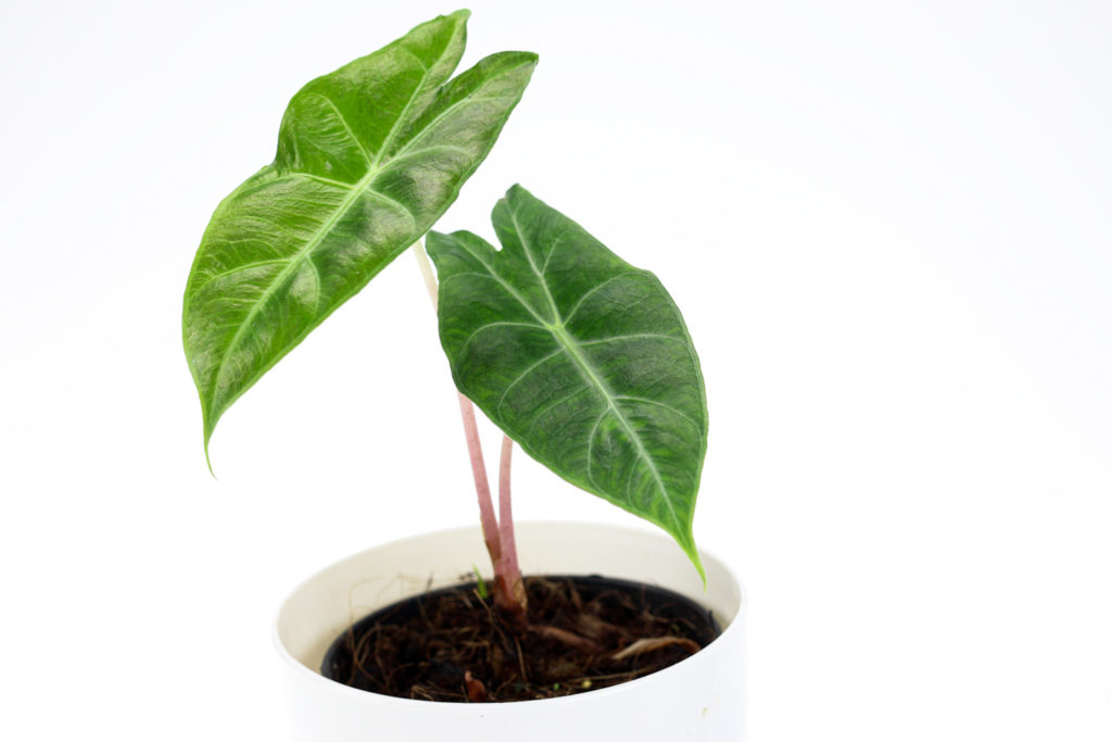 Alocasia Pink Dragon Pflege