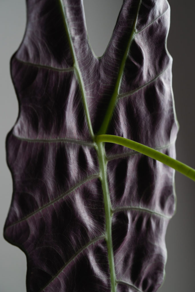 Rückseite des Blattes der Alocasia polly
