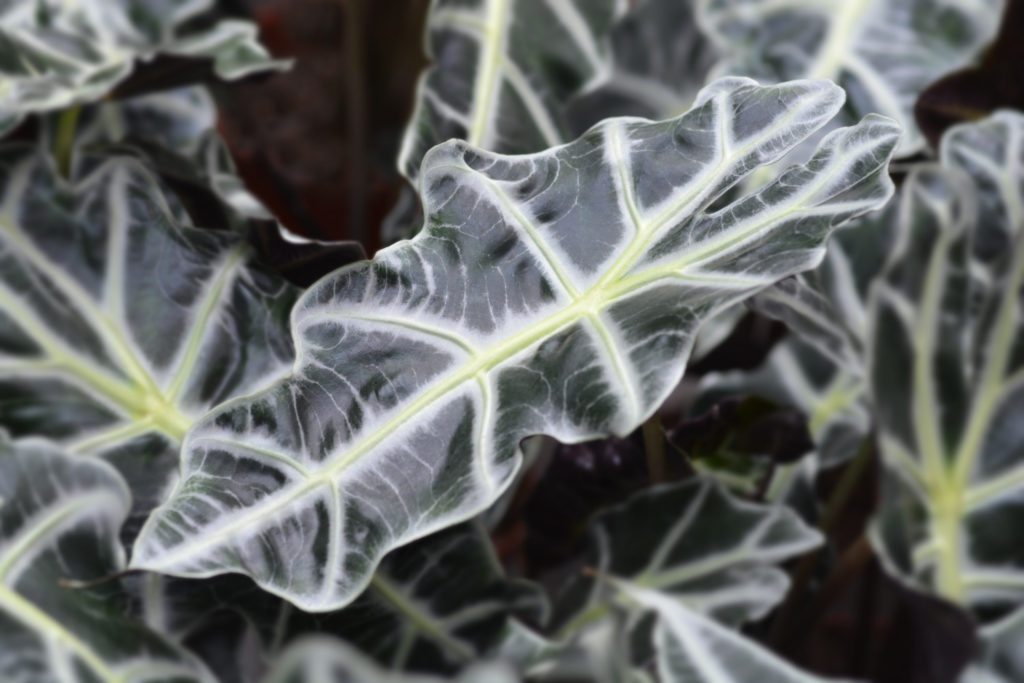Alocasia Polly Skelett Pflanze