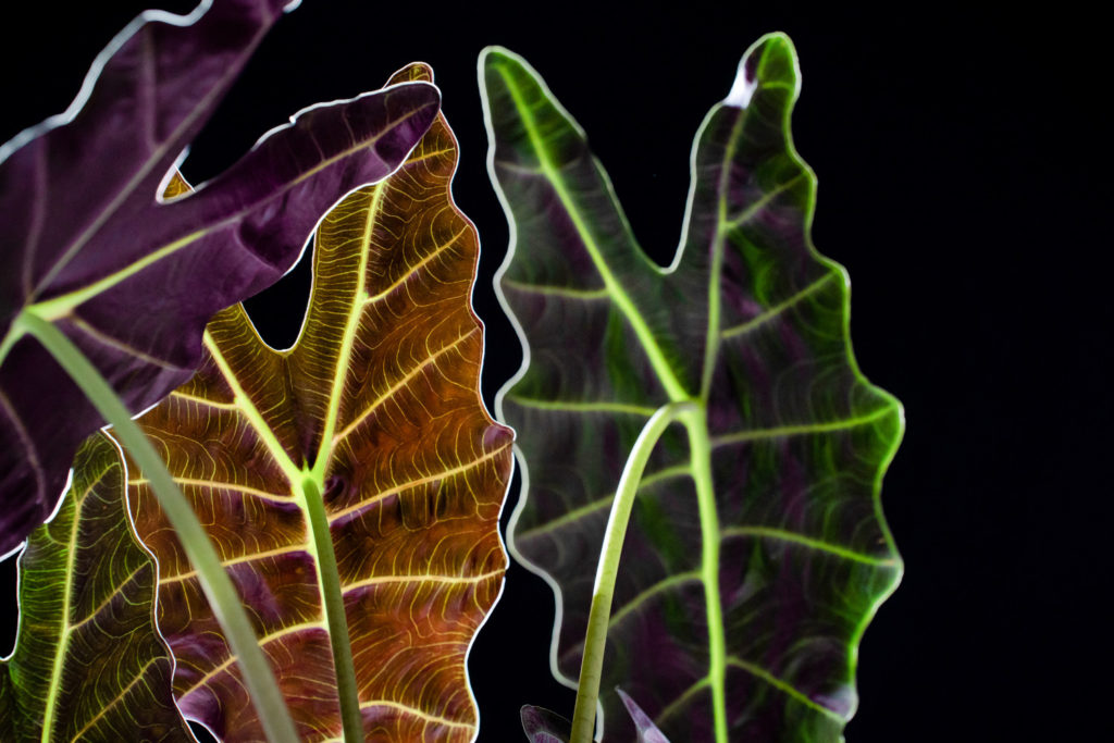 alocasia polly pflege