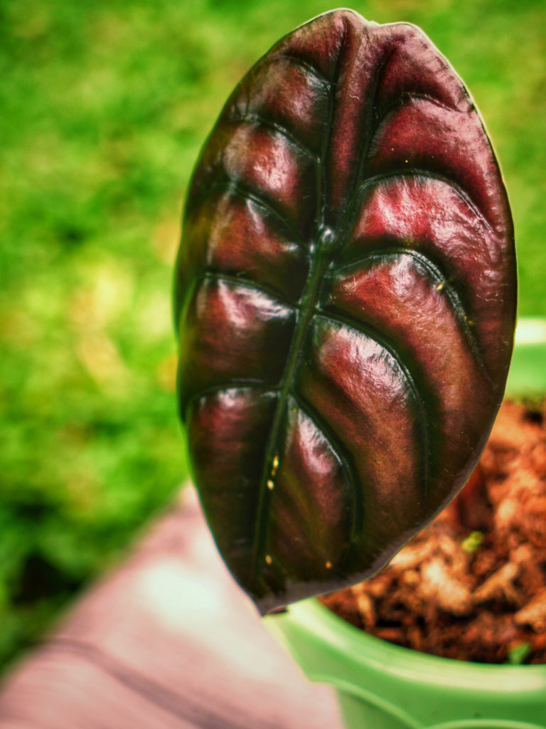 Alocasia Red Secret