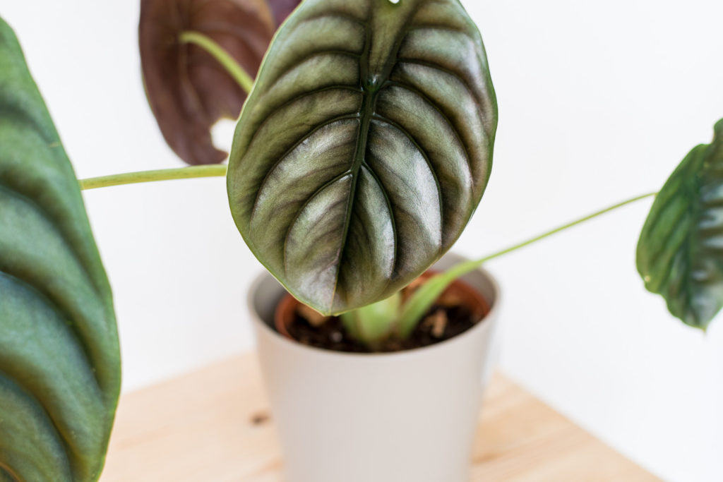 alocasia red secret