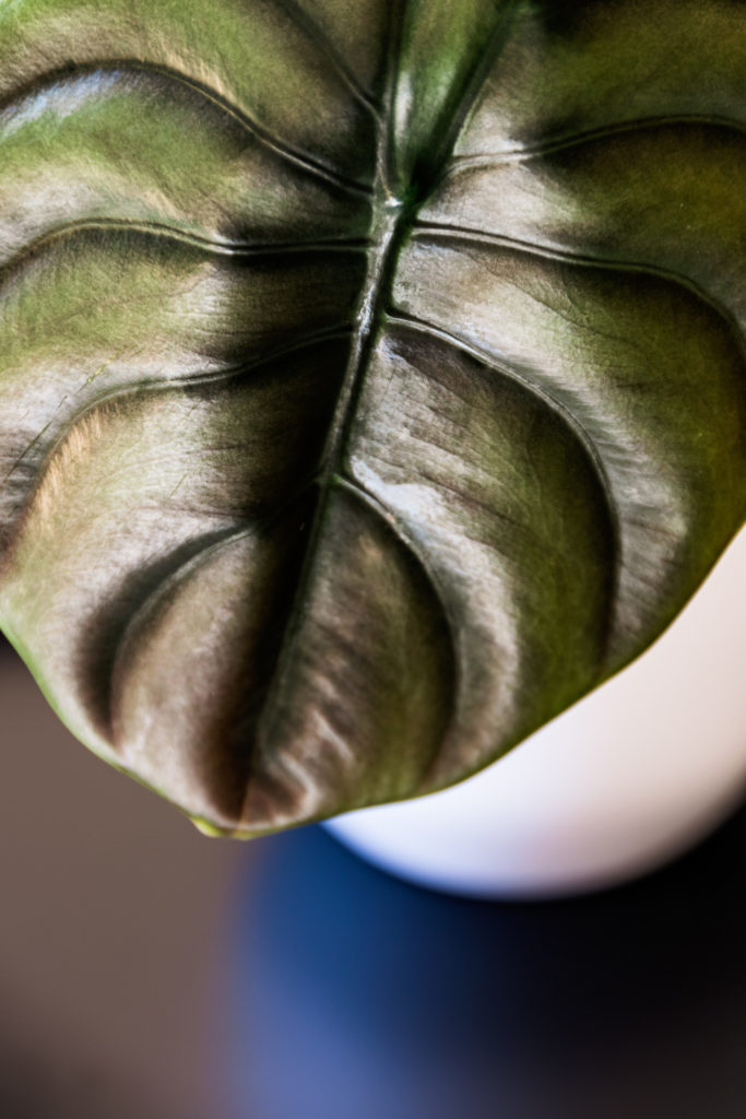 alocasia cuprea rotes geheimnisvolles blatt nahaufnahme