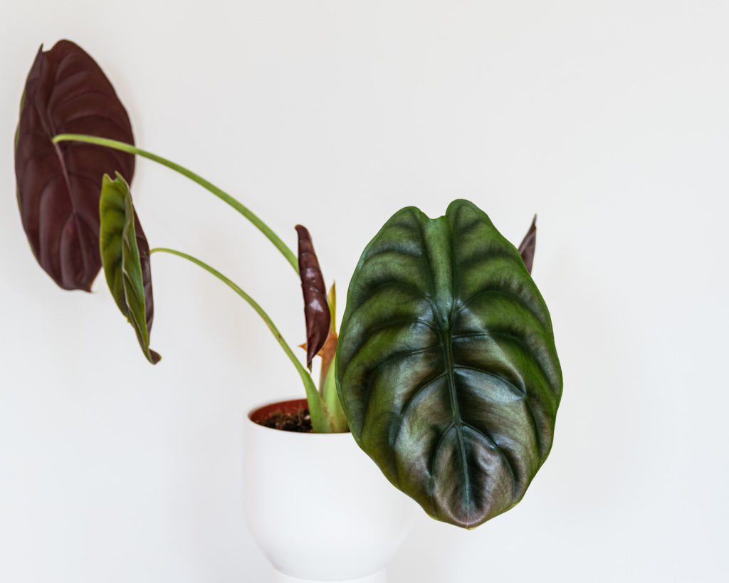 alocasia red secret Pflege
