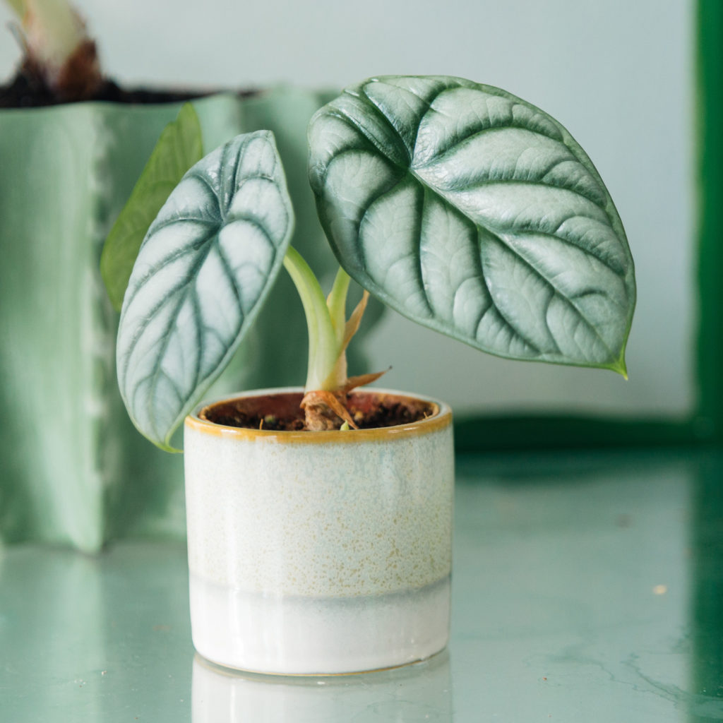 Ein Alocasia Silver Dragon im Topf