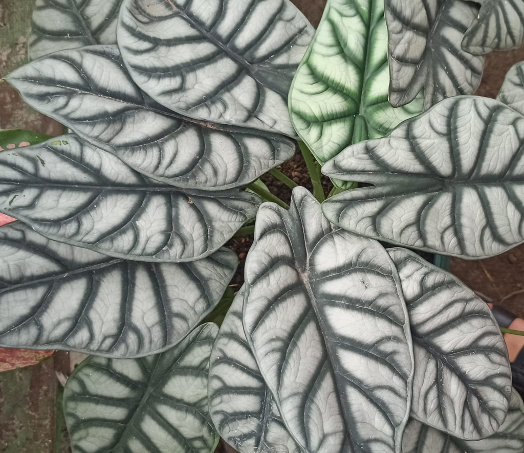 Alocasia Silver Dragon großes Blatt