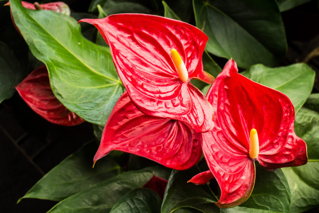 Anthurium vermehren