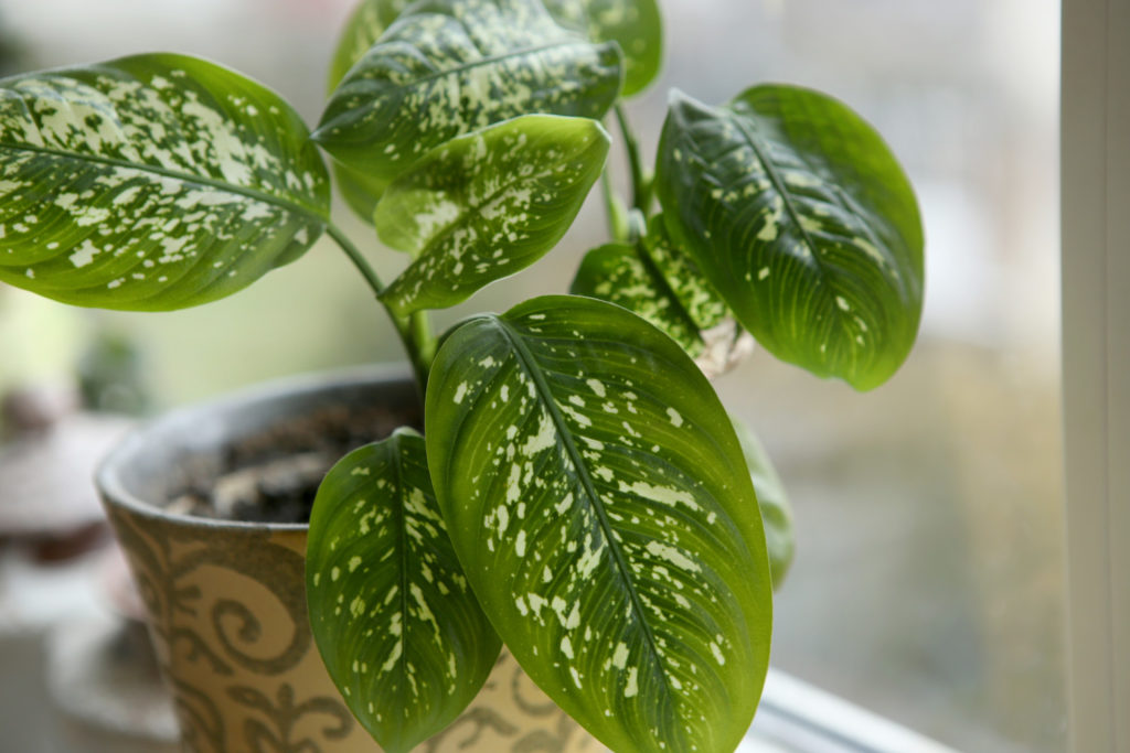 Dieffenbachia-Stecklinge