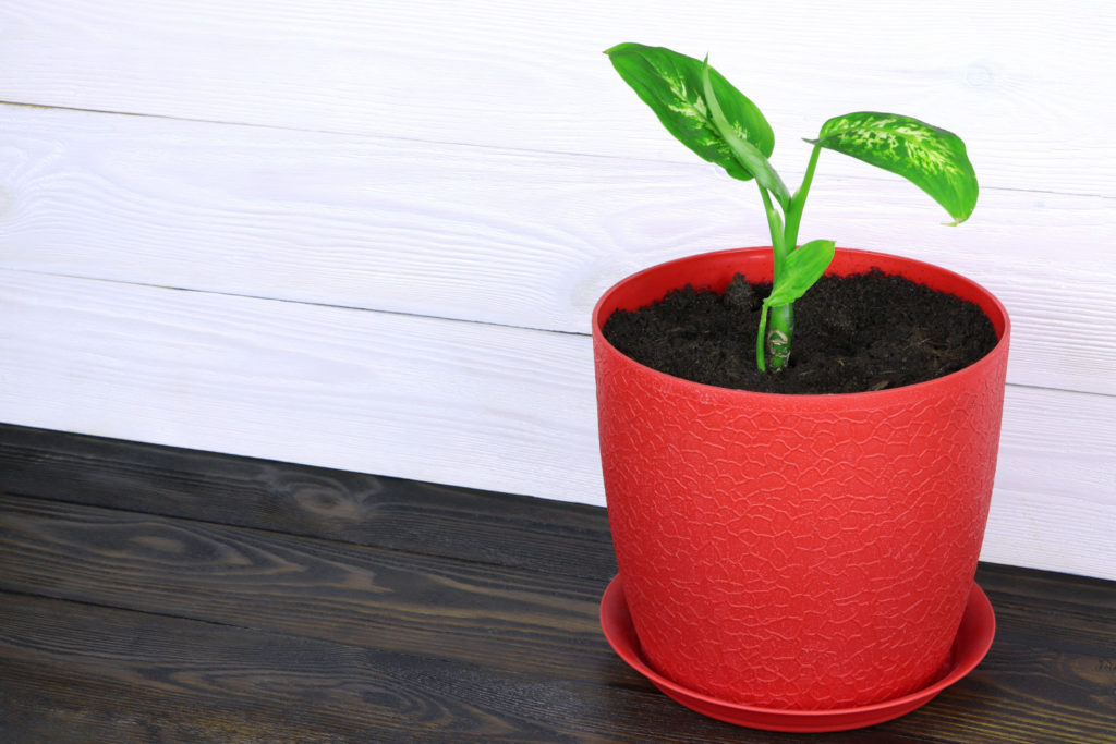 Dieffenbachia-Stecklinge im Boden
