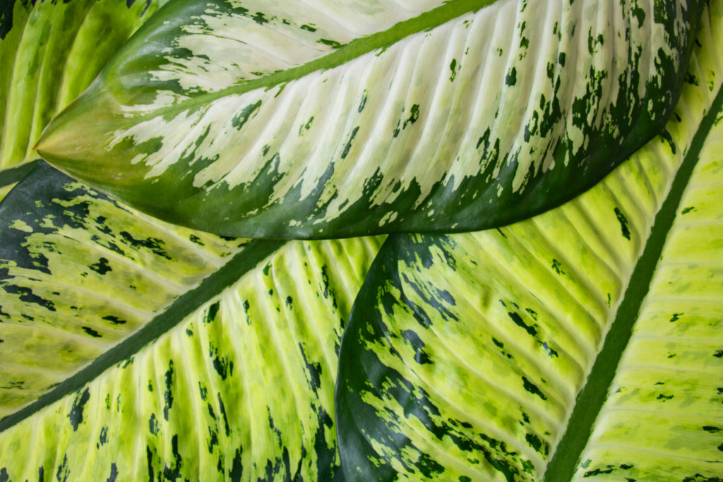 Dieffenbachia-Stecklinge in Wasser über den Stamm
