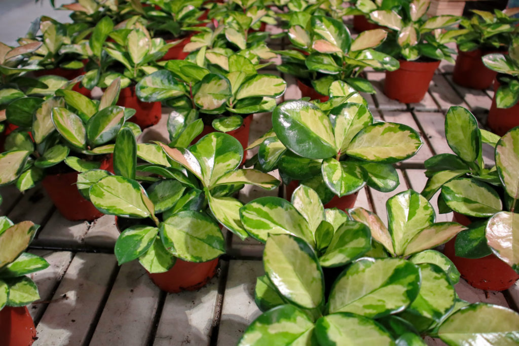 Hoya carnosa tricolors in Töpfen