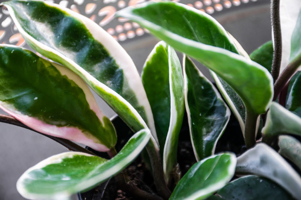 Hoya Carnosa Tricolor Pflege