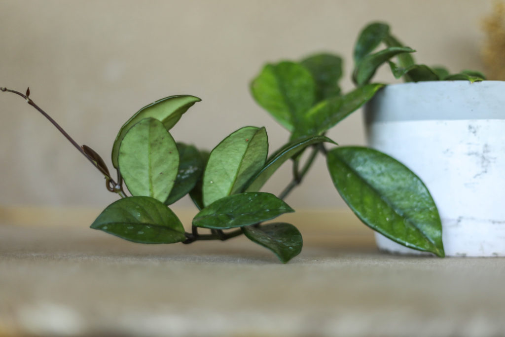 Hoya Carnosa stekken