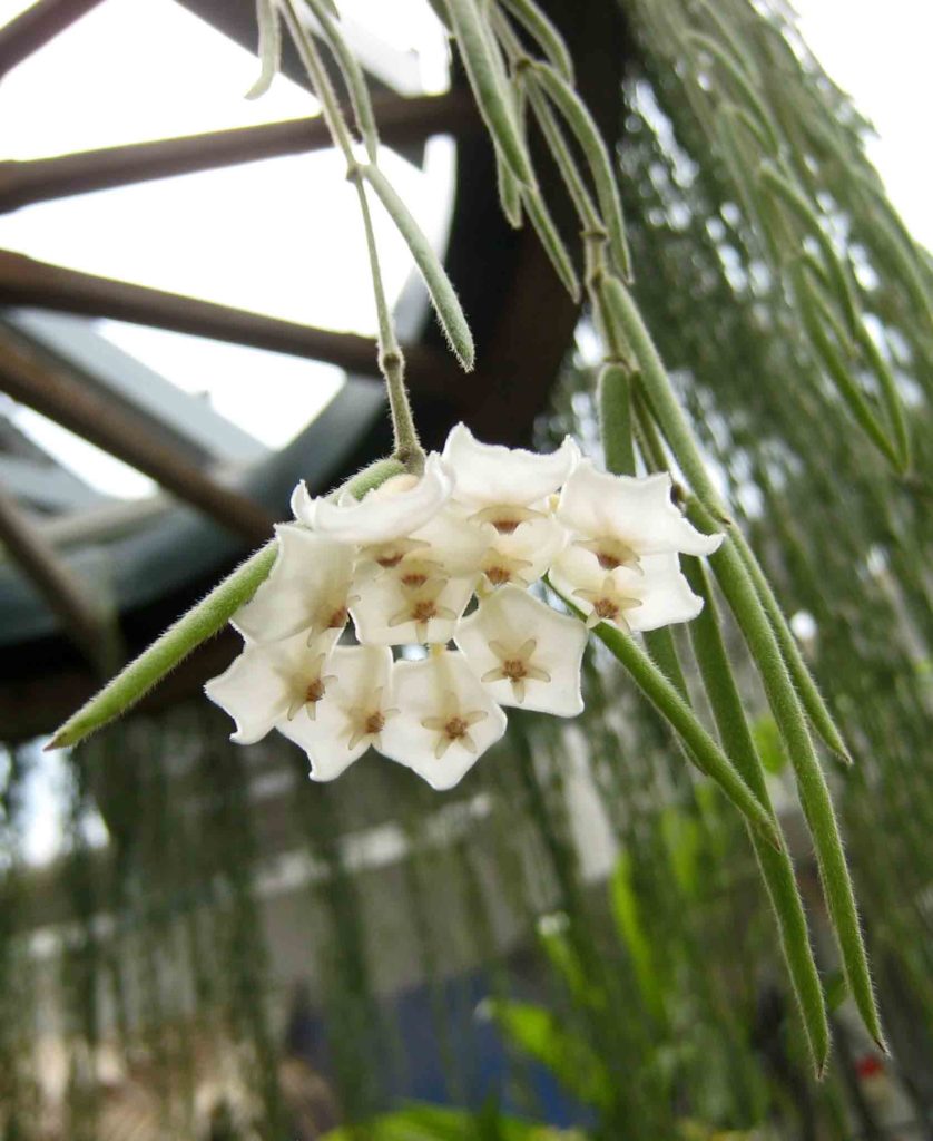 Hoya Linearis bloem