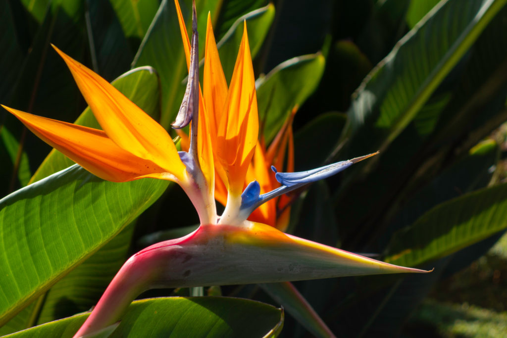 Strelitzia-Stecklinge