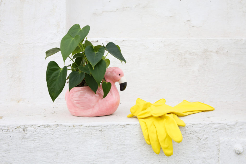 Verwenden Sie bei Anthurienstecklingen Handschuhe
