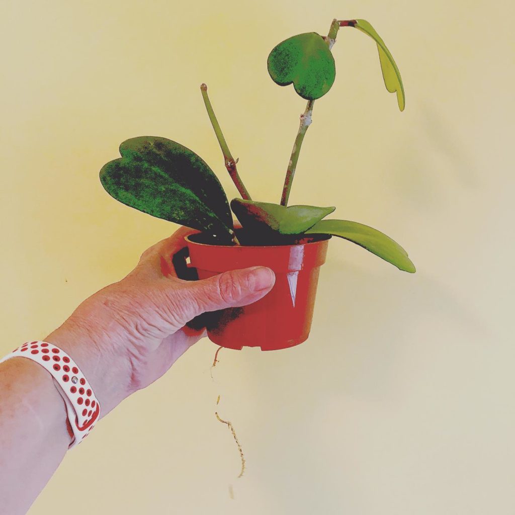 Hoya Kerrii vermehren