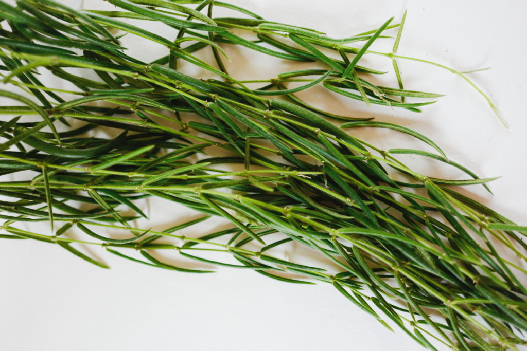 Hoya Linearis