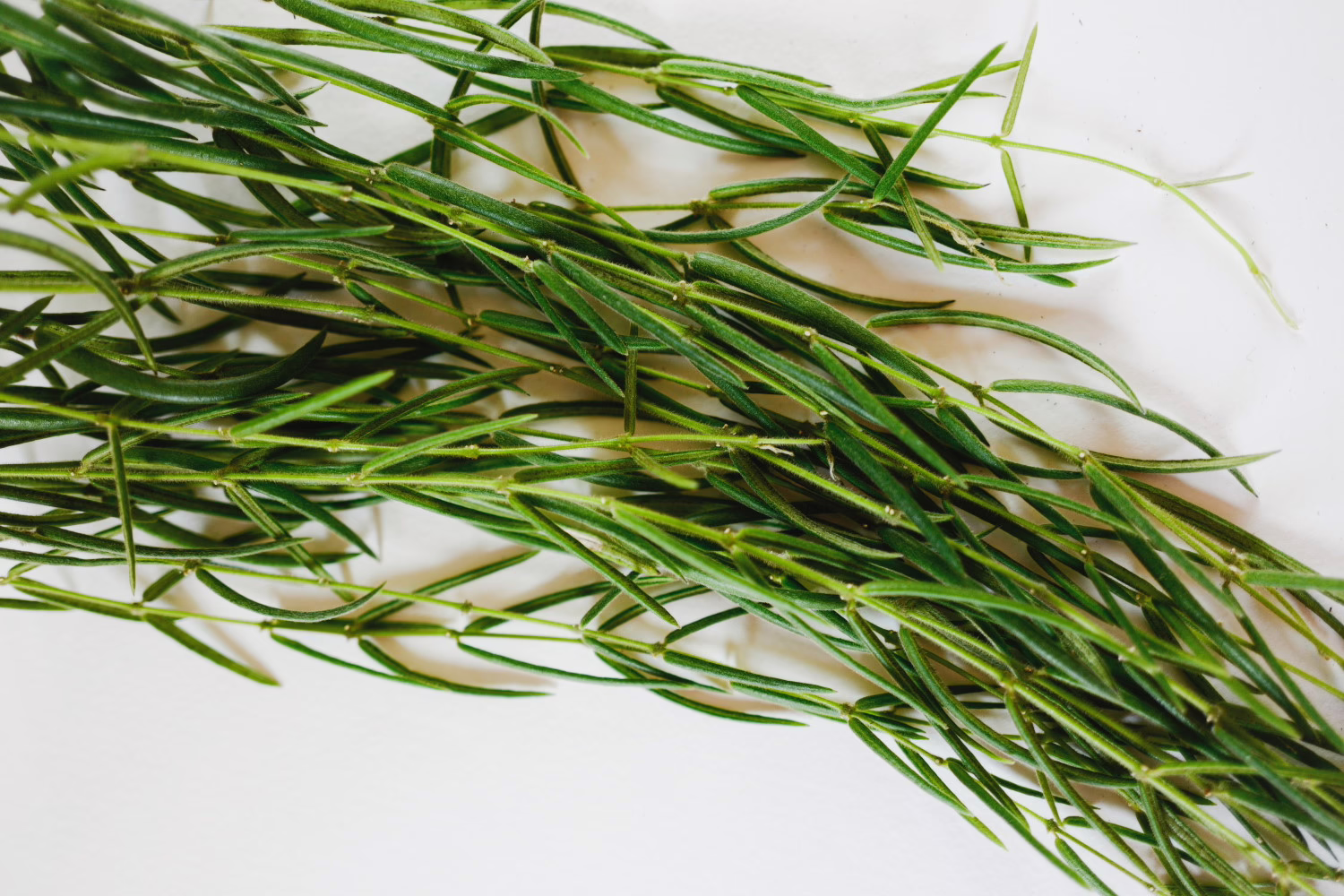 hoya linearis