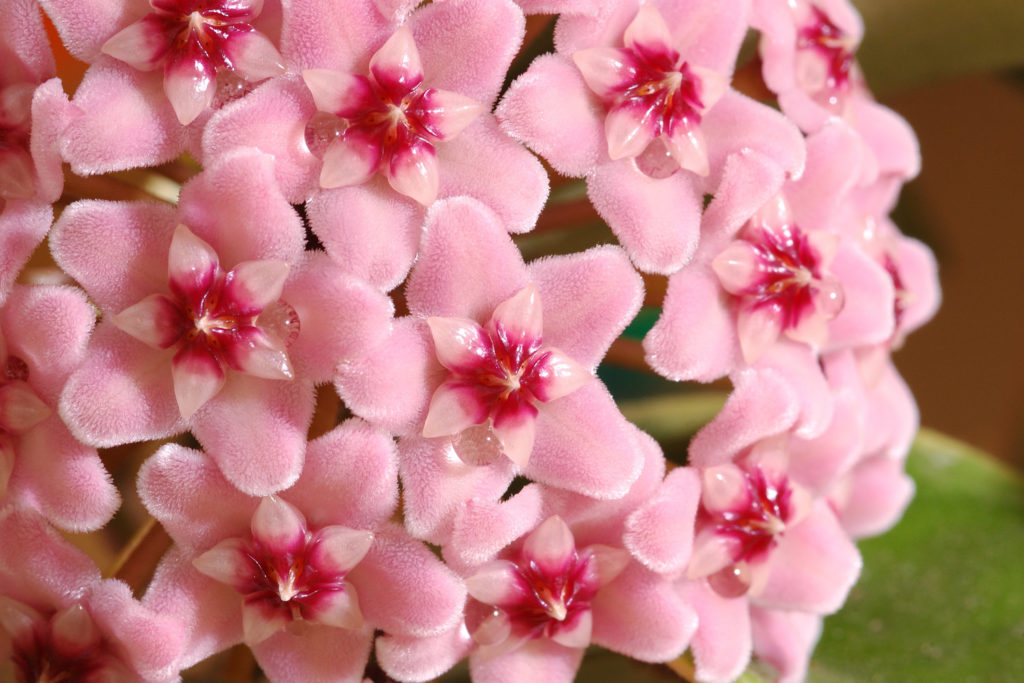 Hoya Carnosa