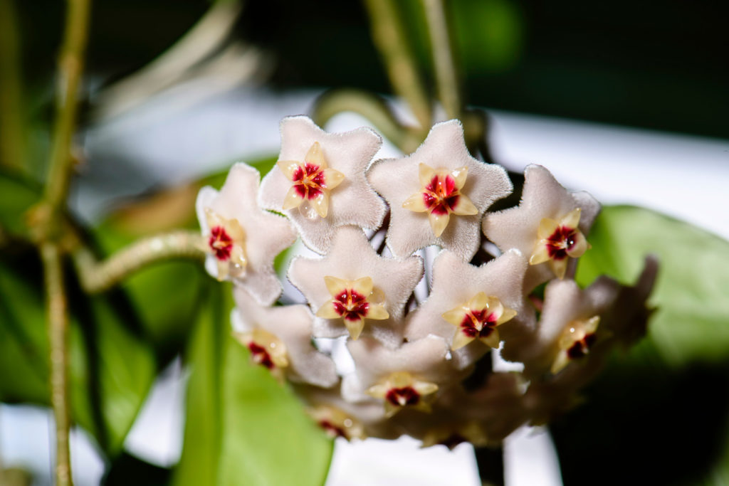 Hoya Carnosa Tricolor