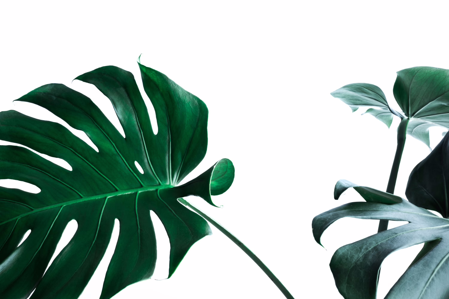 monstera