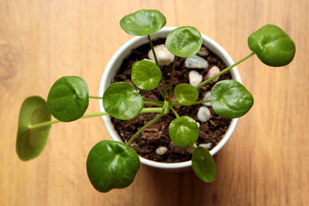 pannenkoekenplant gekruld blad