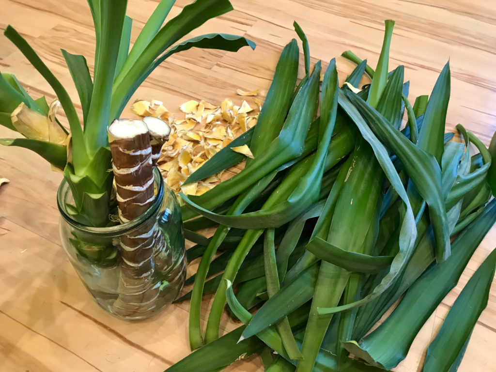 Yucca stekken in water