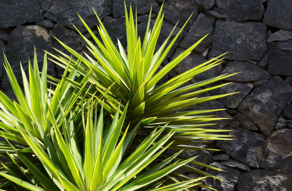 yucca vermeerderen