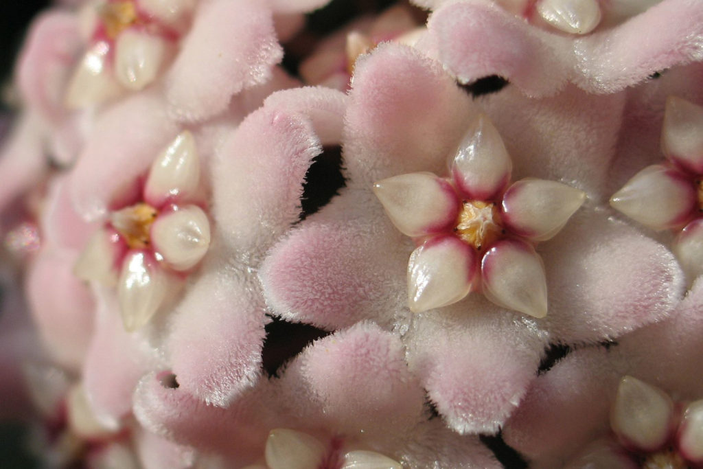 Hoya Carnosa Compacta