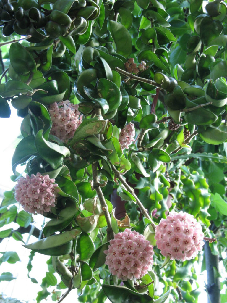 Hoya Carnosa Compacta Pflege