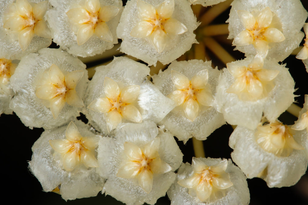 Hoya Lacunosa Blumen aus der Nähe