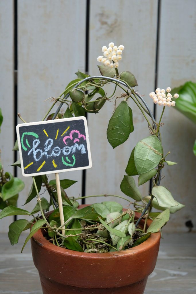 Hoya Lacunosa im Topf