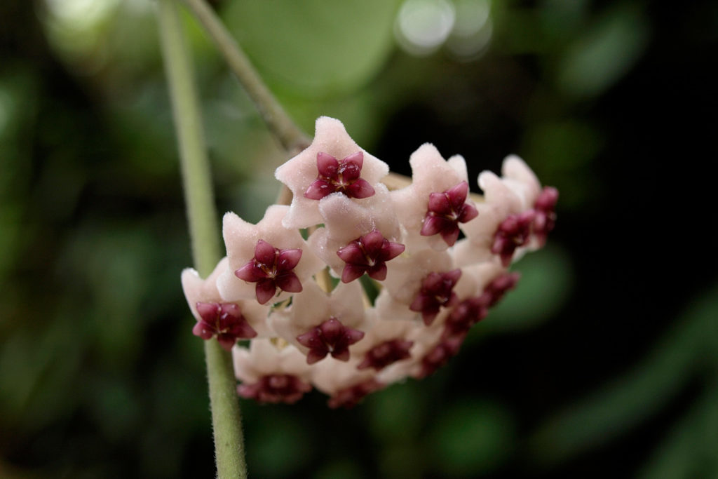 Hoya obovata