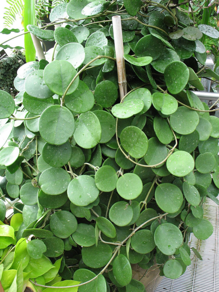 hoya obovata Blätter