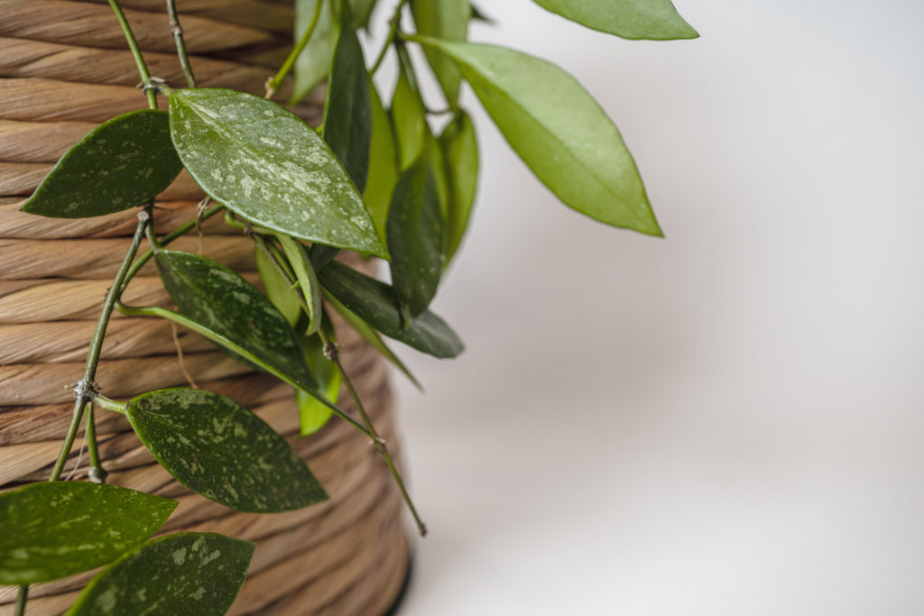Hoya Pubicalyx