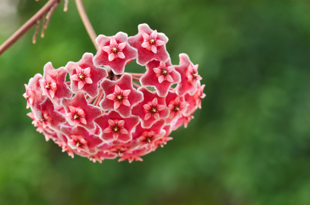 Hoya Pubicalyx Blüte