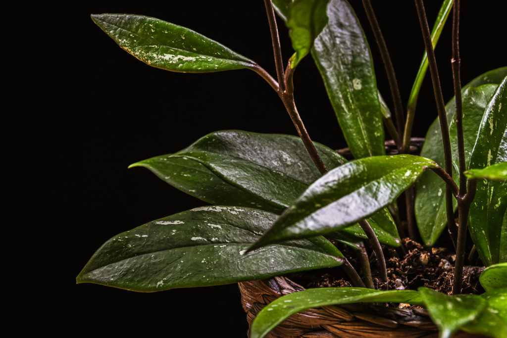 Hoya Pubicalyx Nahaufnahme