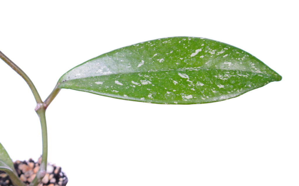 Hoya Pubicalyx splash