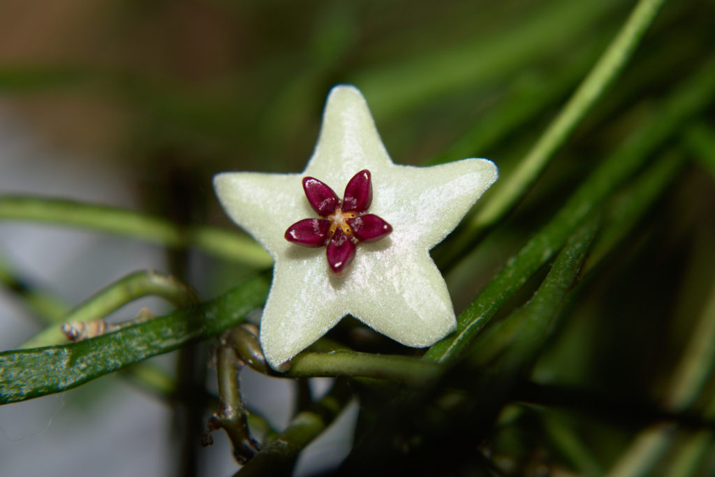 Hoya Retusa