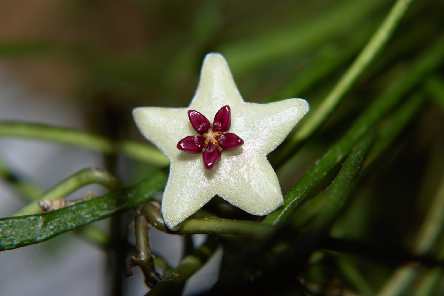 Hoya Retusa