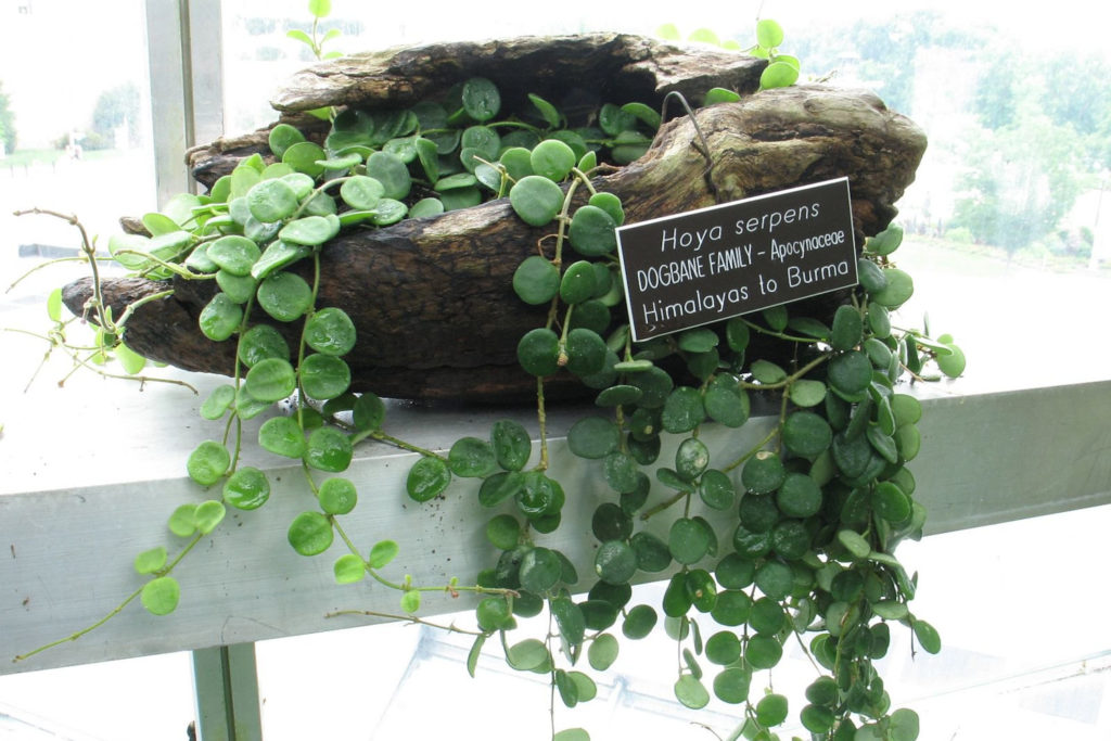 Hoya Serpens