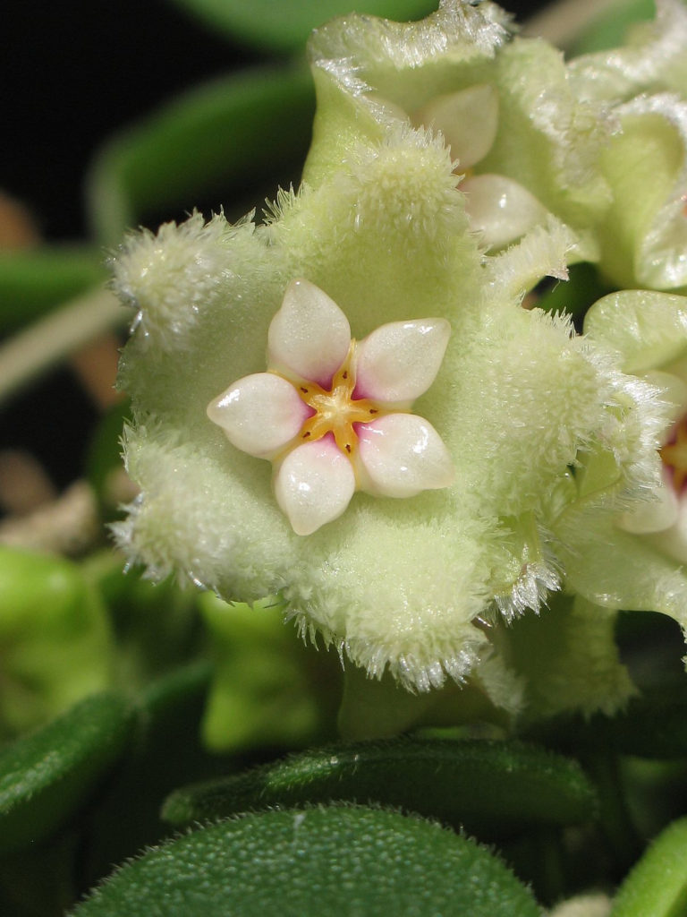 hoya serpens bloem close up