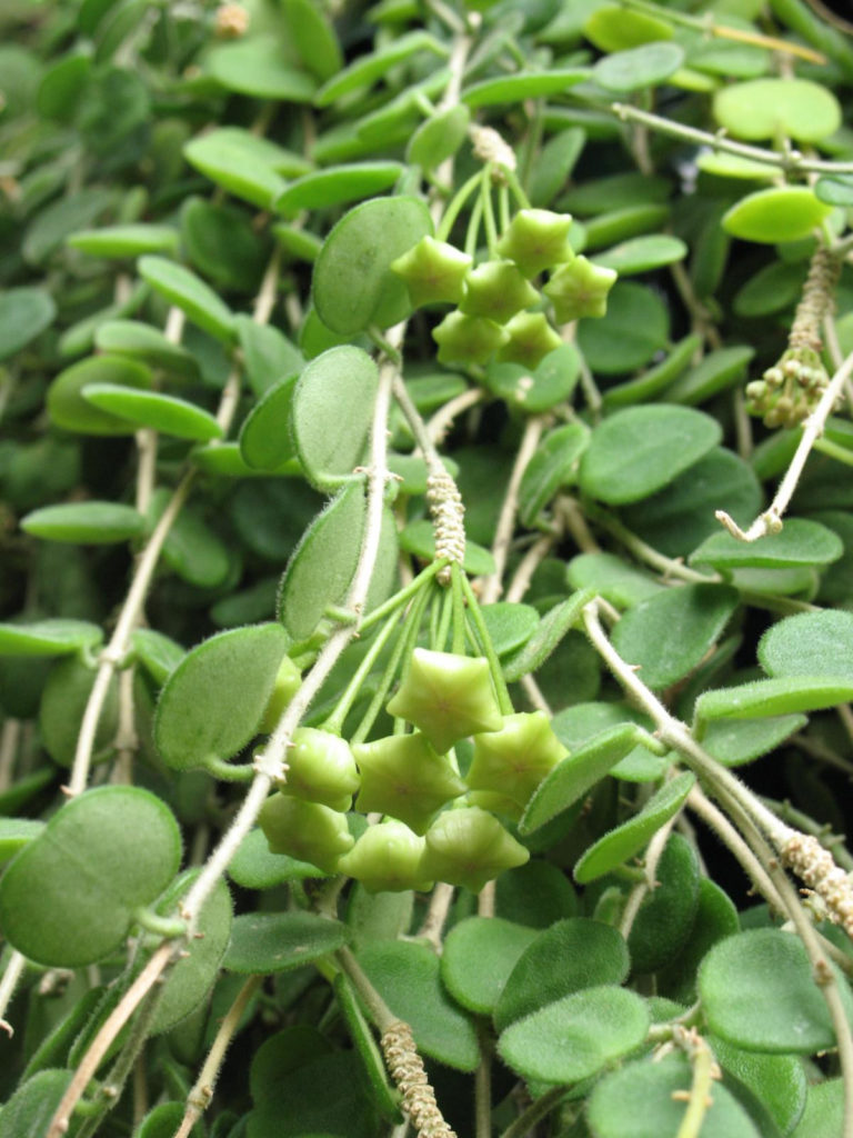 hoya serpens bloemen in de knop, nog niet uitgekomen