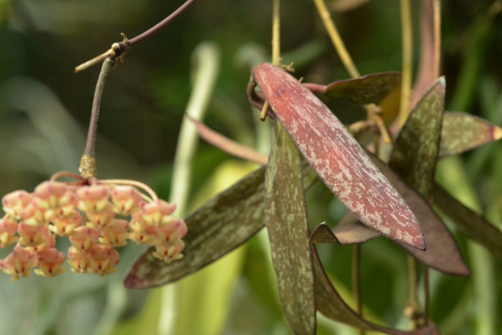 Hoya Sigillatis