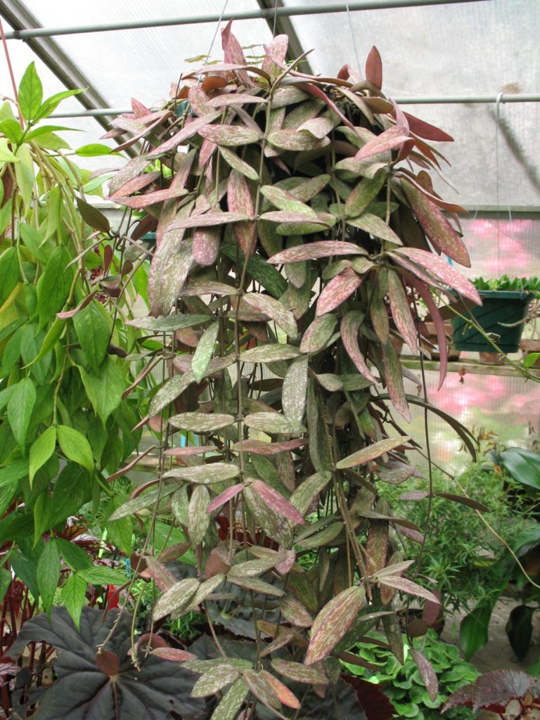 Hoya Sigillatis