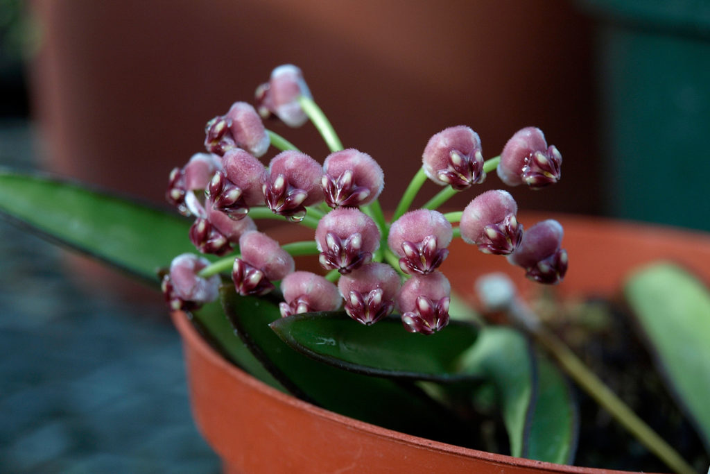 Hoya Wayetii
